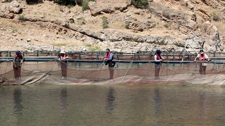 Elazığ'da alabalık üreten kadınlar ekmeğini Fırat Nehri'nden kazanıyor