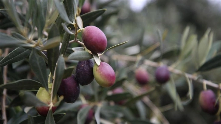 Emekli ziraat mühendisi bahçesindeki zeytin ağaçlarının verimini 10 kat artırdı