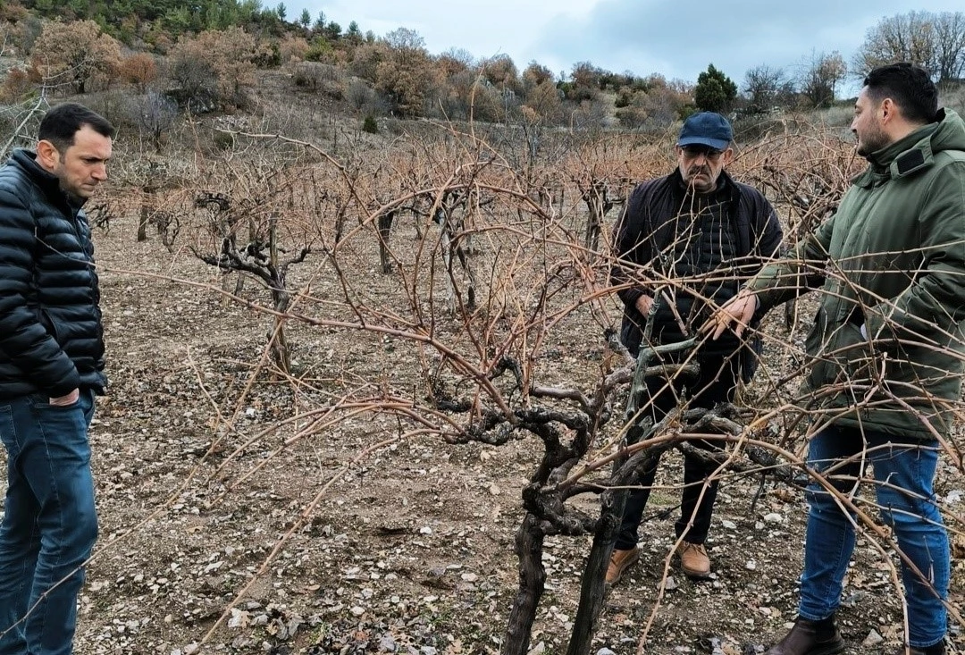 Emet’te pekmez evi ve üzüm bağlarında inceleme
