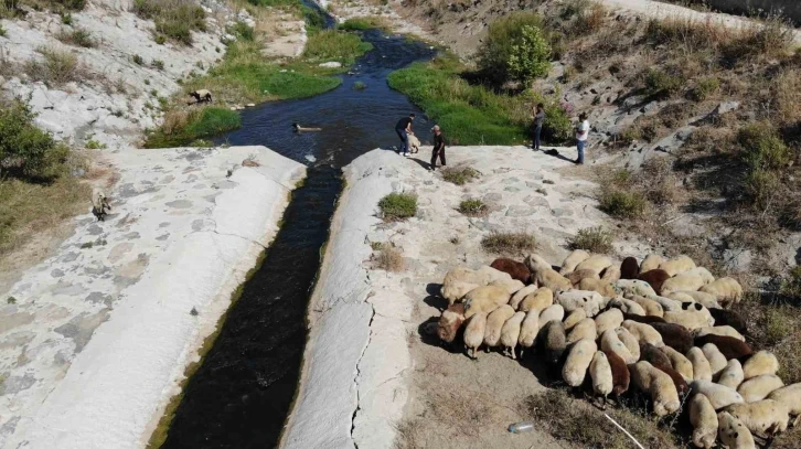 Enkaz kent Hatay’da kurbanlıklar, ırmakta serinliyor
