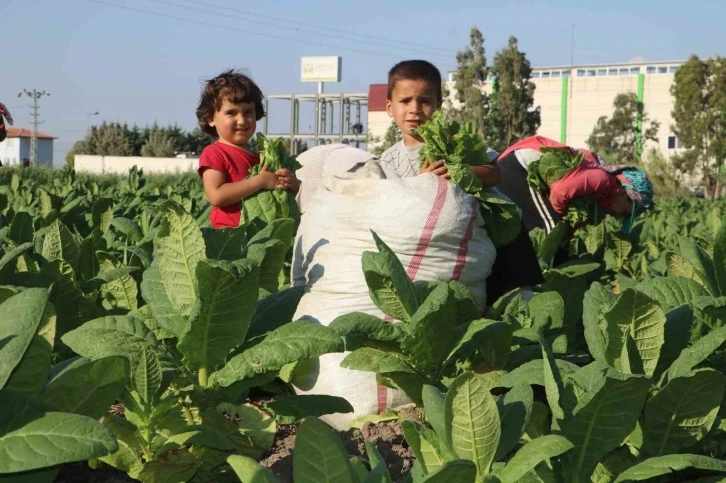 Enkaz kentte tütündeki verimlilik çiftçiyi mutlu etti
