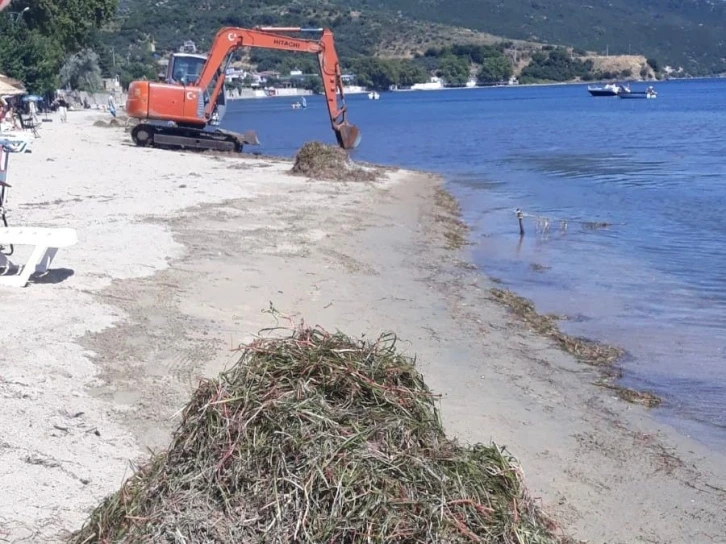 Erdek’te deniz çayırı katliamı
