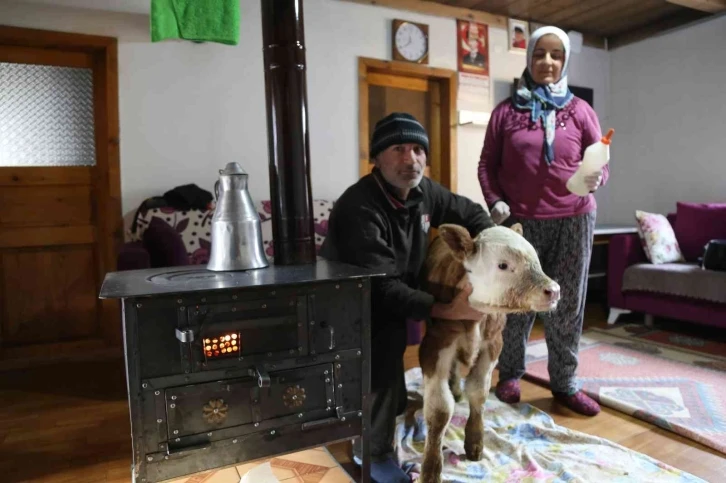 Erken doğan buzağı evlerinin maskotu oldu
