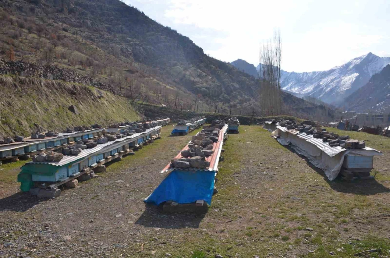 Erzincan’da arıların "tatlı uykusu" başladı
