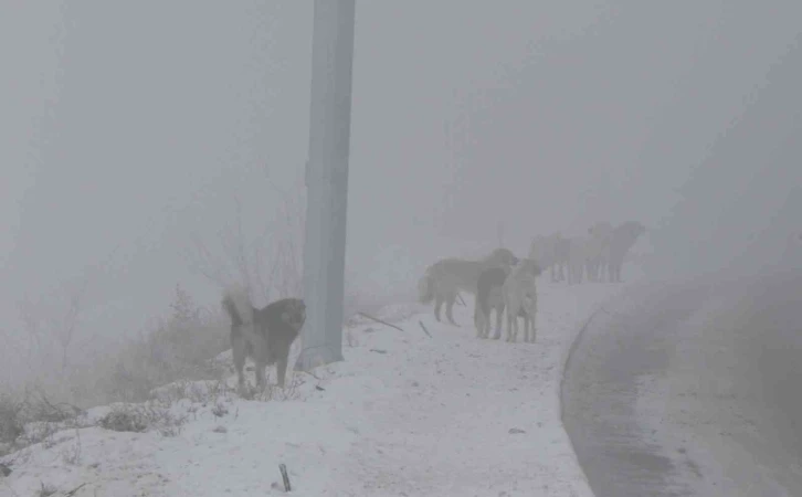 Erzincan’da başıboş sokak köpekleri tehlike saçıyor
