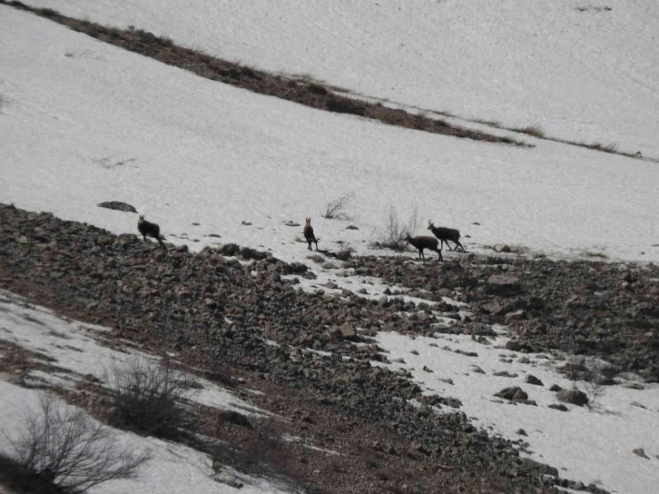 Erzincan’da, sürü halindeki şamualar görüntülendi
