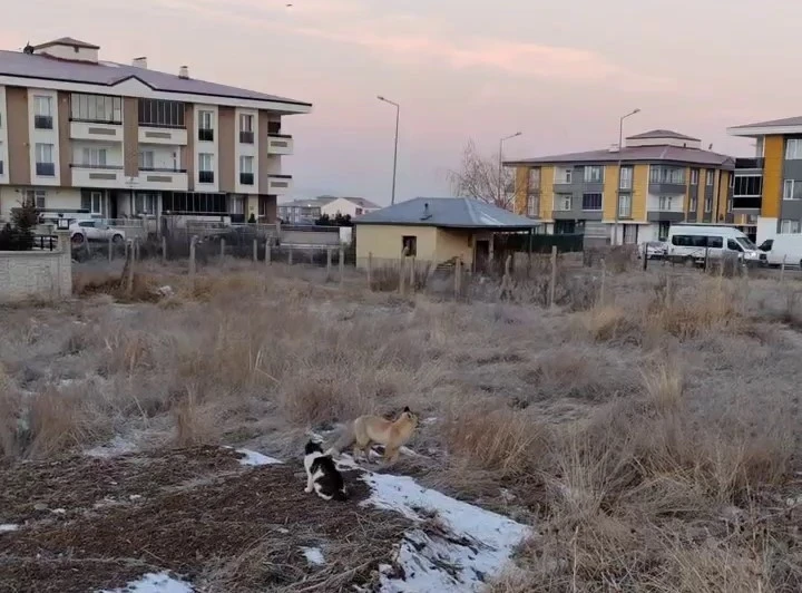 Erzurum’da tilkiler mahallelere dadandı
