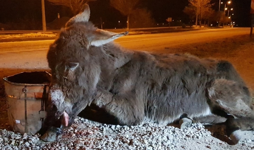 Çarptığı eşeği ölüme terk edip kaçtı