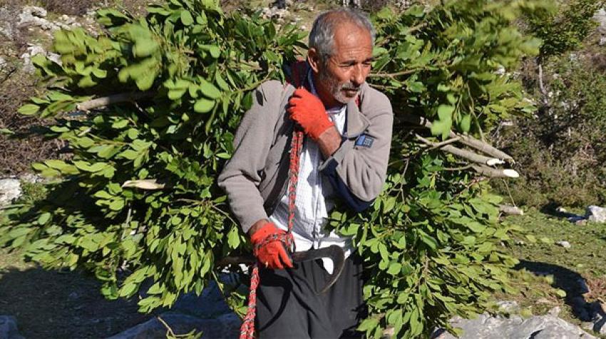 Eskiden keçi yemiydi şimdi geçim kaynağı oldu