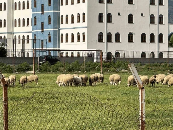 Eski futbol sahası koyunların otlama yeri oldu
