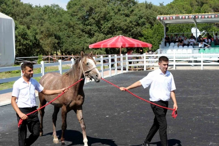 Bursa'da ev fiyatına tay