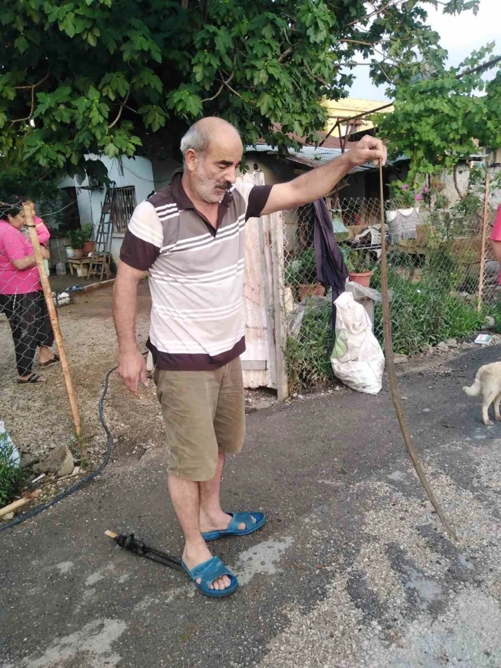 Eve giren yılanı eliyle yakaladı
