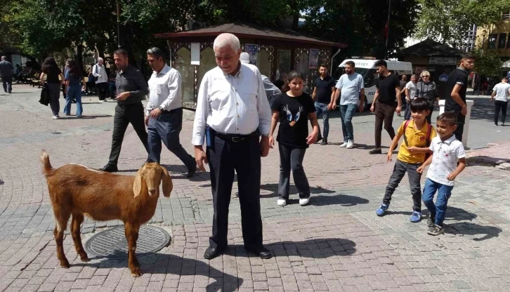 Evladı gibi sevdiği keçiyi yanından ayırmıyor
