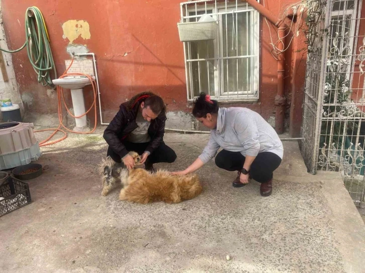 Eyüpsultan’da cins köpeği böyle çaldılar
