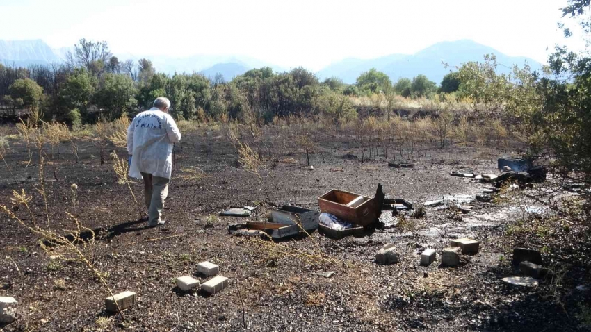 Örtü yangınında arı kovanları ve ağaçlar küle döndü