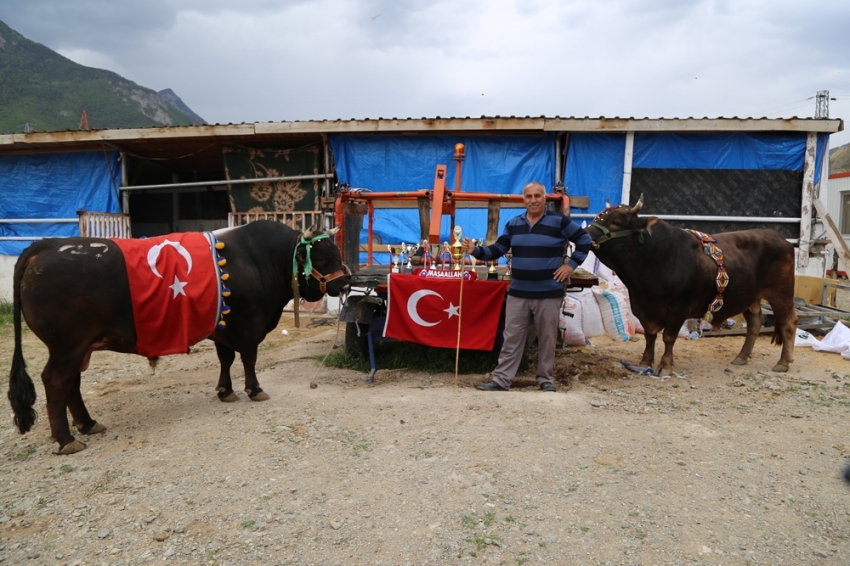 Artvin’de milyonluk boğa üretim çiftliği