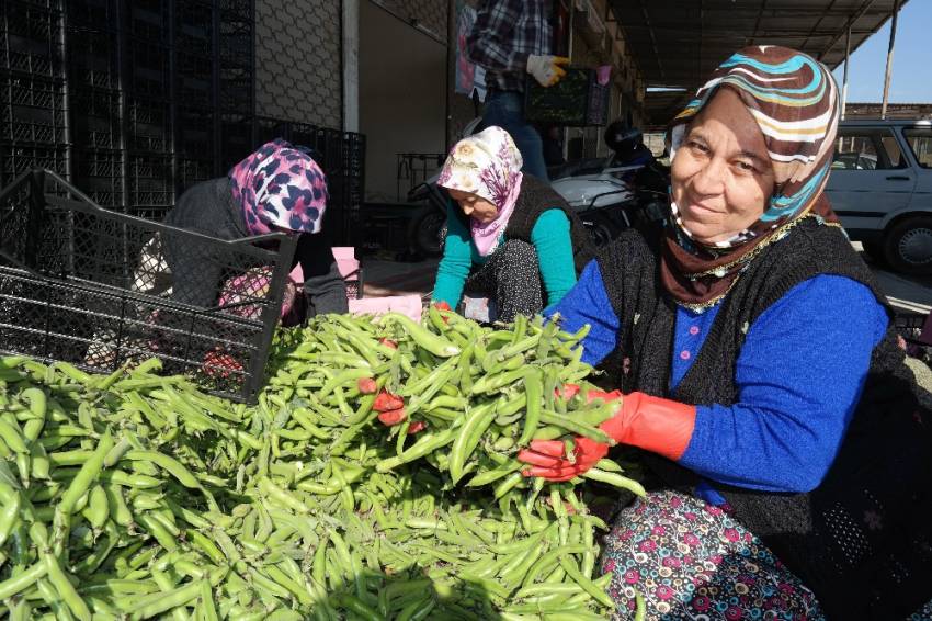 Irak’a bakla ihracı