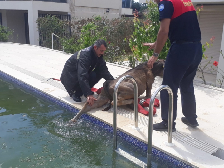 Yüzme havuzuna giren buzağı görenleri hayrete düşürdü