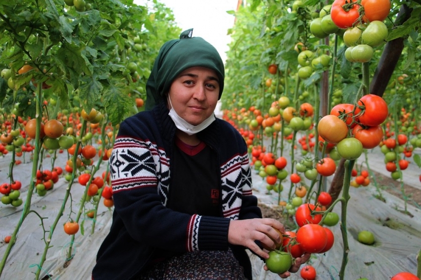 Domates üreticilerinden aracı tepkisi