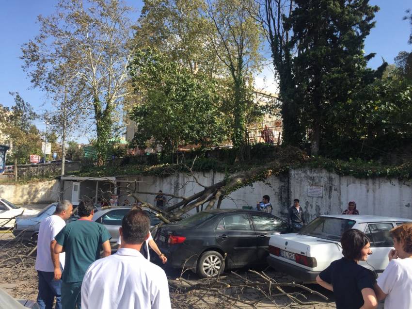 Bursa'da şiddetli fırtına ağaç devirdi