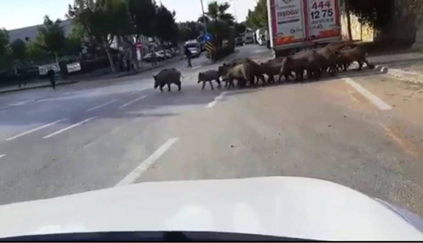 Bodrum’da aç kalan domuzlar şehre indi