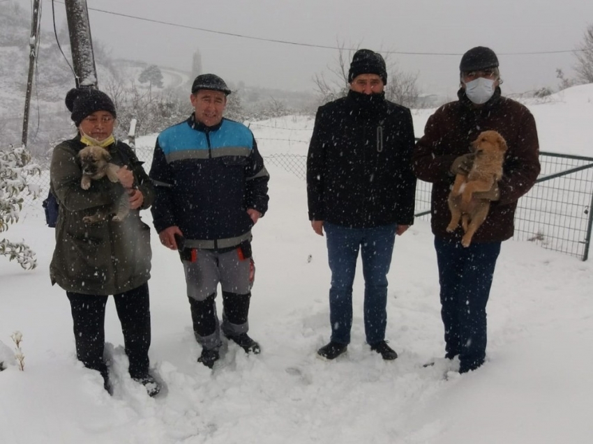 Yavru köpekler kurtarıldı