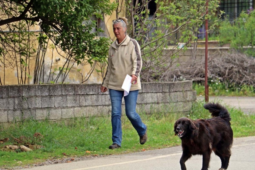 Kaybolan köpeğini diğer köpeklerle birlikte arıyor