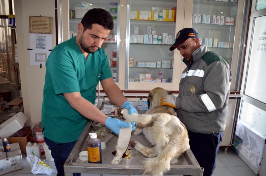 Ayağı kırılan köpeğe belediye sahip çıktı