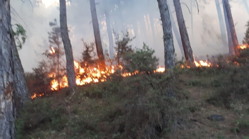 Pazarlar’da orman yangını