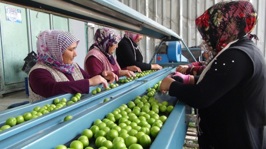 Silifke’de erik ihracatı üreticinin yüzünü güldürüyor