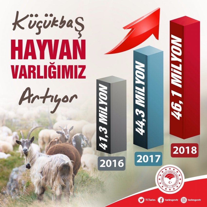 Türkiye’de küçükbaş hayvan sayısı artıyor