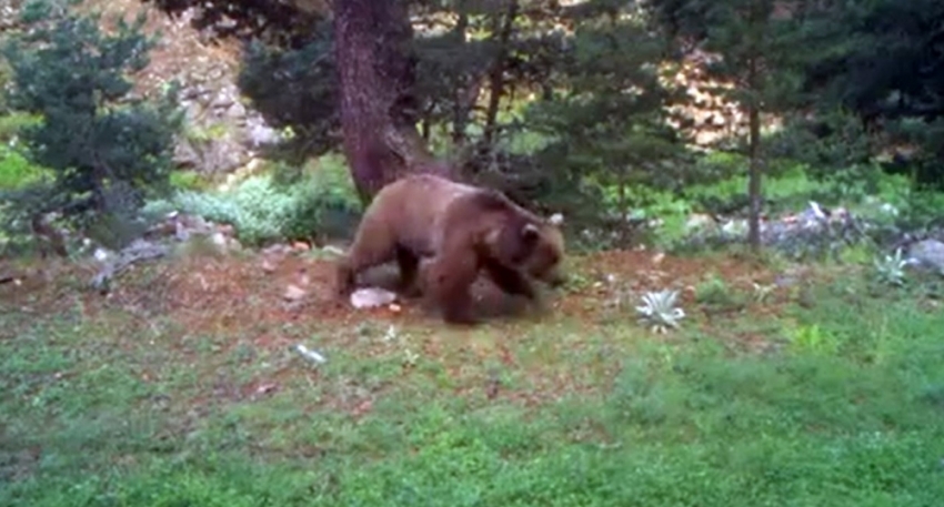 Bolu’da, doğal yaşam fotokapanlarla görüntülendi