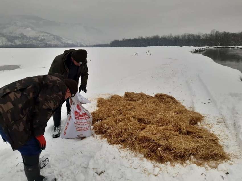 Yaban hayvanları için seferber oldular