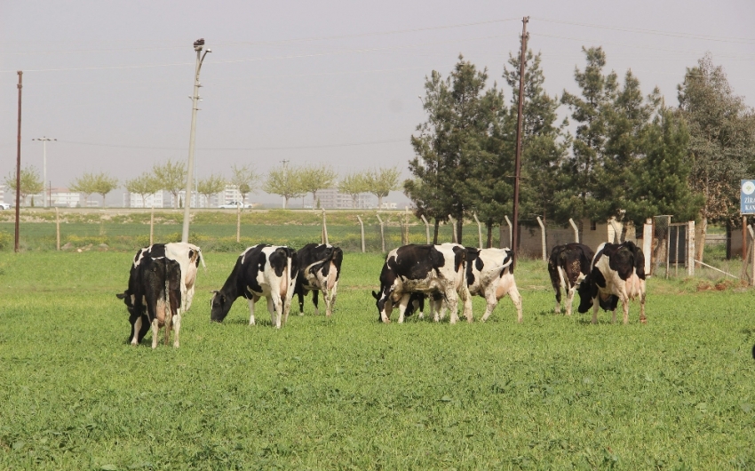 Yeni yem uygulaması, et fiyatlarını düşürecek