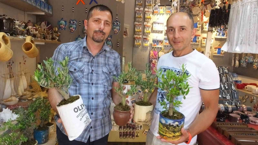 Bodur zeytin ağaçları hediyelikler arasına girdi