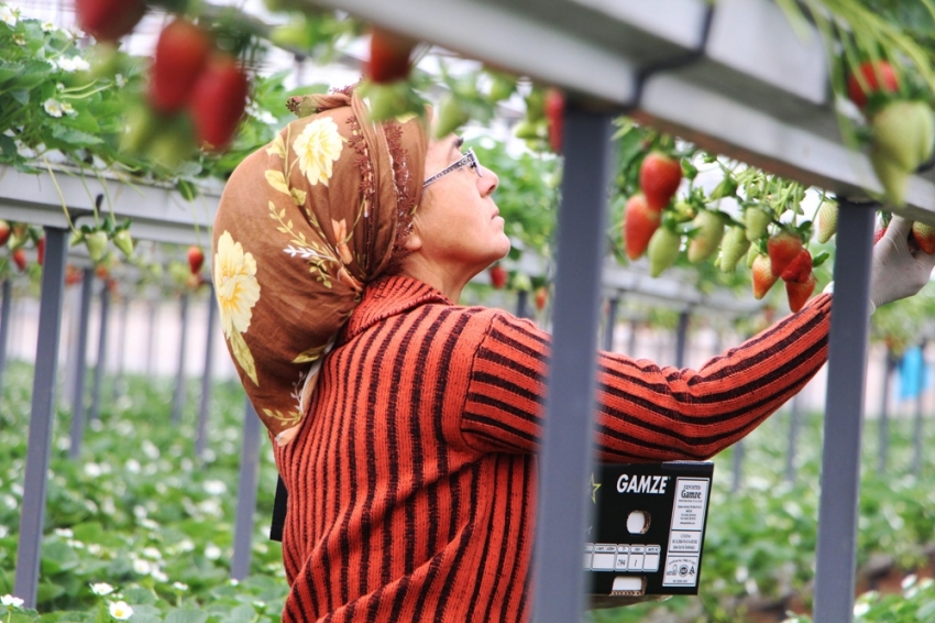 Serasından toprağı çıkardı, gelirini 5’e katladı