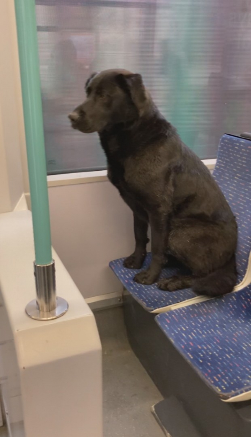 Soğuktan üşüyen köpek tramvaya bindi