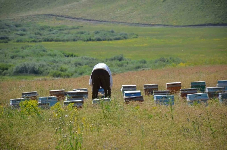 Faraşin ve Avaspi yaylaları 40 bin arılı kovana ev sahipliği yapacak
