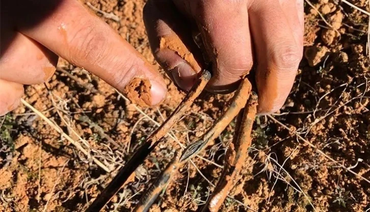 Fareler güneş tarlalarına zarar verdi
