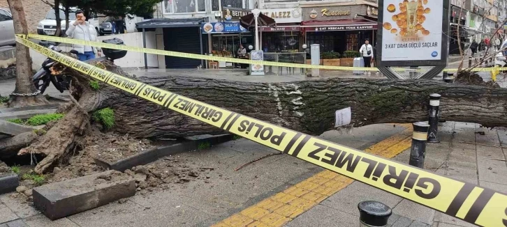 Fatih’te çürüyen ağaç iki otomobilin üzerine devrildi
