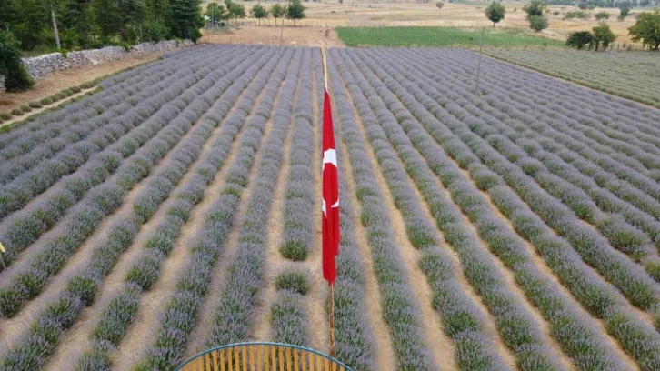 Fekeli lavanta üreticileri sahte ürünlere karşı tüketiciyi uyardı
