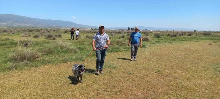 Fermalı av köpekleri 3’üncü kez yarıştı
