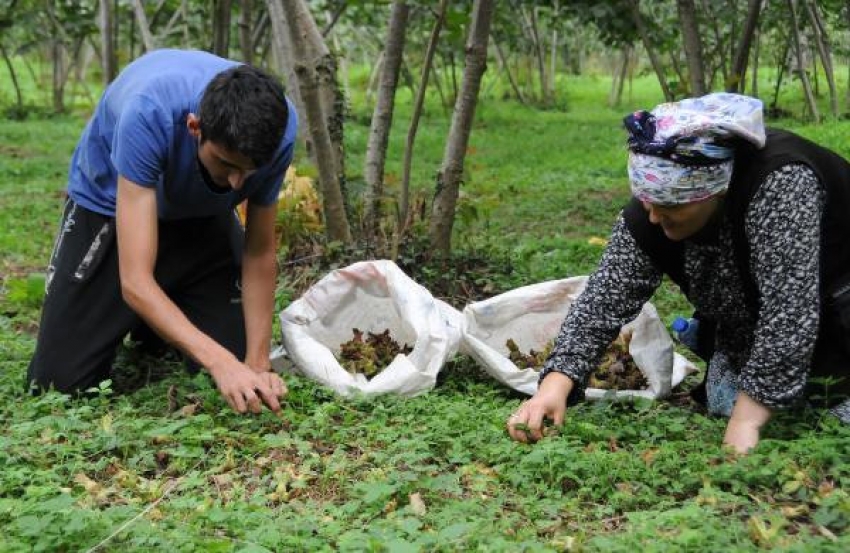 Bakan müjdeyi verdi: Hepsini alacağız