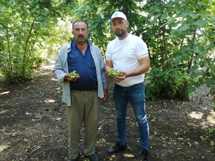 Fındık bahçelerinde kahverengi kokarca artışı
