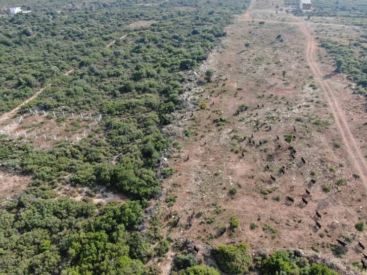 Firari keçiler drone ile bulundu
