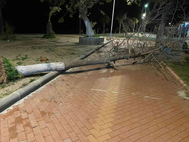 Fırtına Bodrum’da ağaçları devirdi
