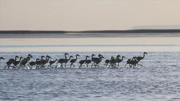 Flamingo yavruları Tuz Gölü'nde büyüyor