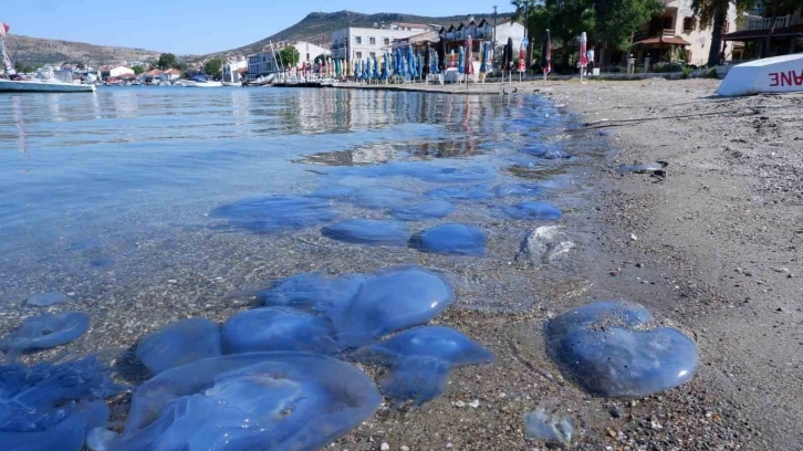 Foça’da denizanası istilası sürüyor