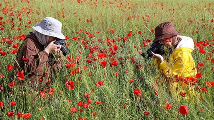 Fotoğraf tutkunları Van Gölü kıyılarını renklendiren gelincik tarlalarını görüntüledi