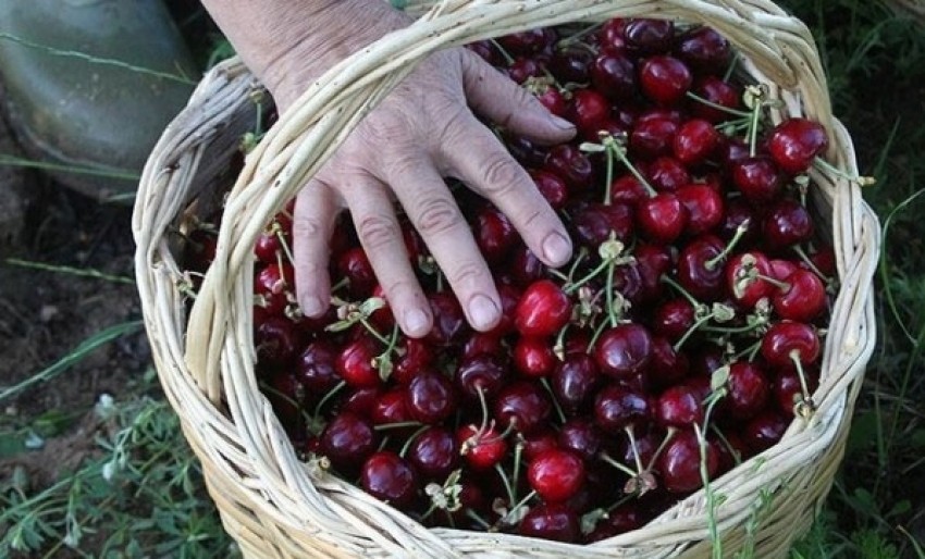 Fransa'dan Türk kirazına yasak